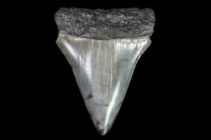 Large, Fossil Mako Shark Tooth - Georgia #75034